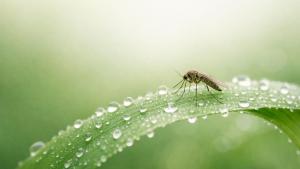 Surah Al Baqarah 2:26 teaches that even the smallest examples carry guidance for sincere hearts and reminds us to notice Allah’s wisdom in everyday moments.